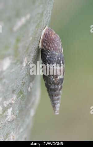 Primo piano verticale naturale su una lumaca a due labbra o sul Tamigi, Alinda biplicata e un tronco di un albero Foto Stock