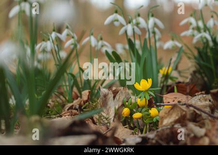Aconiti invernali (Eranthis hyemalis) e gocce di sonoro che fioriscono sul terreno forestale. Foto Stock