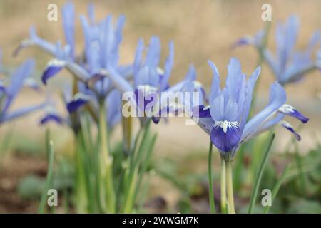 Iris reticulata in fiore in un giardino. Foto Stock