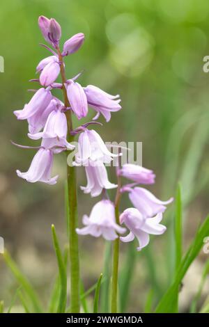 Campanelli spagnoli rosa (genere Hyacinthoides). Foto Stock