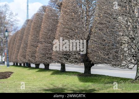 Alberi potati nel Carl Johans Park in un giorno di sole e all'inizio della primavera a Norrköping, Svezia. Norrköping è una storica città industriale della Svezia. Foto Stock