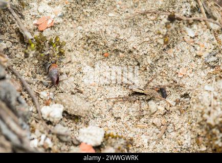 Ragno lupo bruciato (Xerolycosa nemoralis) Foto Stock