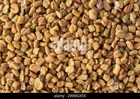 Consistenza dei semi di fieno greco giallo Foto Stock