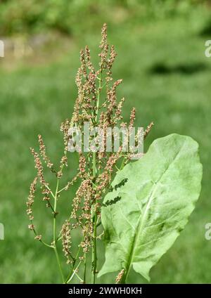 Sauerampfer, Rumex acetosa, ist eine Gemuese- und Heilpflanze die auch auf Wiesen wild vorkommt. L'Orrel, Rumex acetosa, è una p vegetale e medicinale Foto Stock