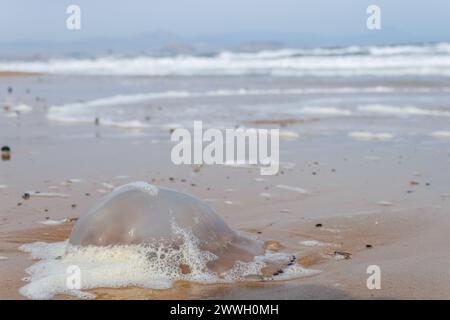 Grandi meduse sulla sabbia durante una tempesta sulla spiaggia di El Altet, Spagna Foto Stock