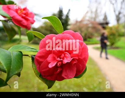 Leverkusen, Germania. 24 marzo 2024. Una camelia giapponese (Camellia japonica) fiorisce nel giardino giapponese. I meteorologi prevedono un clima fresco e piovoso per i prossimi giorni. Le temperature non dovrebbero aumentare di nuovo fino alla fine della settimana. Crediti: Roberto Pfeil/dpa/Alamy Live News Foto Stock