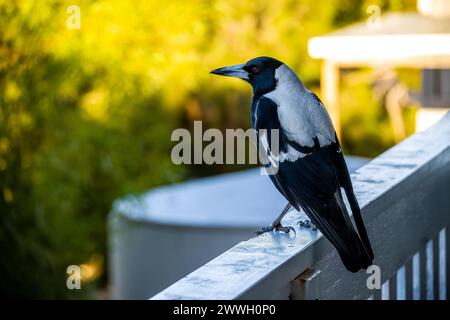 Un magpie bianco e nero si stende elegantemente su uno sfondo sfocato del giardino. Foto Stock