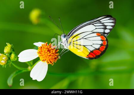 Primo piano di una bellissima farfalla chiamata jezebel dipinto. Foto Stock