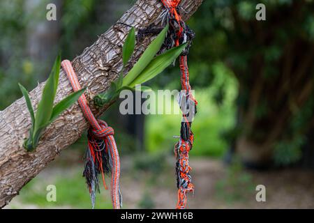Corde sfilacciate legate intorno a un tronco di albero, segno di connessione e resistenza in natura. Foto Stock