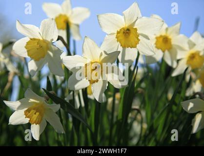 Narciso bianco (Narcissus poeticus) in fiore. Boccioli aperti di narcisi luminosi, fioriti e soleggiati. Inizio primavera e primi bellissimi fiori in giardino Foto Stock