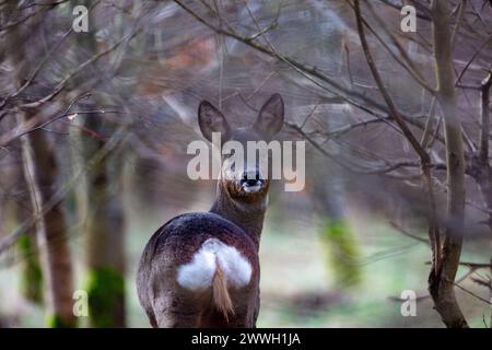 Ritratto di un cervo femmina nel bosco, contea di Durham, Inghilterra, Regno Unito. Foto Stock