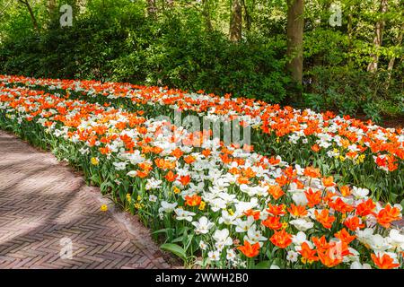 Fiori d'arancia ("Imperatore arancione") e di tulipani bianchi esposti in file curve che fioriscono nei giardini Keukenhof di Lisse, Olanda in primavera Foto Stock