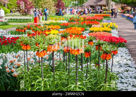 Mostra della fritillaria imperiale arancione e gialla con corona, tulipani, narcisi e anemone bianco blanda in un'aiuola, giardini Keukenhof, Lisse, Olanda Foto Stock