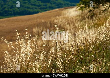 Estate nella campagna della Val d'Orcia in Toscana, Italia, con prati verdi, profondi campi Foto Stock