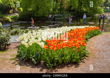 File di arancio "Oxford's Elite" e crema "Ivory Floradale" Darwin ibridi tulipani fioriscono nei giardini Keukenhof di Lisse, Olanda in primavera Foto Stock