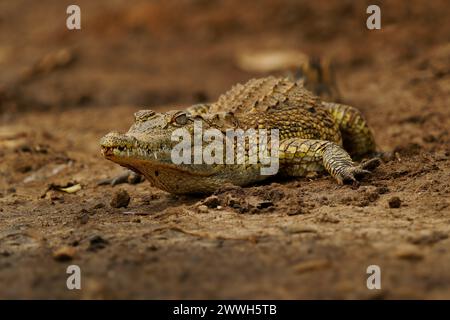 Coccodrillo del Nilo - Crocodylus niloticus grandi coccodrilli nativo di habitat d'acqua dolce in Africa, la posa sul lungofiume e bocca di apertura con grande te Foto Stock