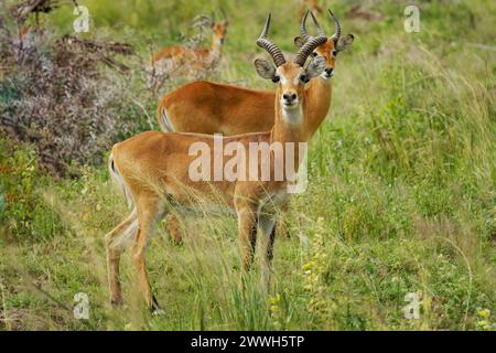 Ugandese kob - Kobus kob thomasi tipo di antilope, trovato nell'Africa subsahariana in Sud Sudan, Uganda e Congo, marrone rossastro, sullo stemma del Foto Stock