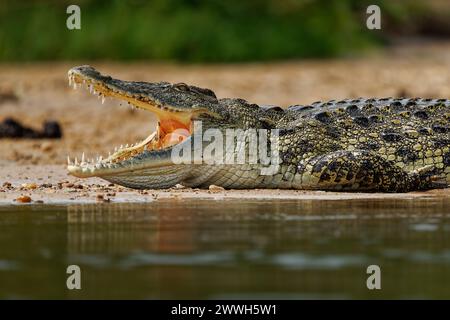 Coccodrillo del Nilo - Crocodylus niloticus grandi coccodrilli nativo di habitat d'acqua dolce in Africa, la posa sul lungofiume e bocca di apertura con grande te Foto Stock