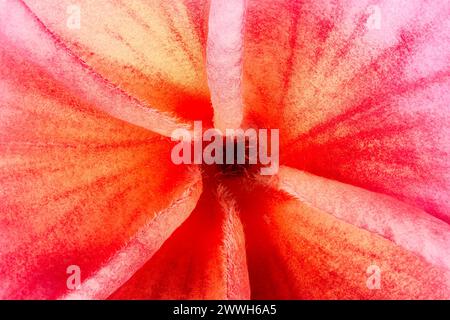 Plumeria, Frangipani Closeup, Macro. Foto Stock