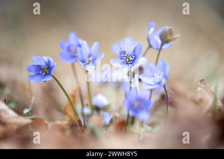 Verdura comune (Hepatica nobilis), fiori alla luce del sole tra le foglie sul fondo della foresta, Brandeburgo, Germania Foto Stock