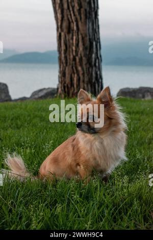 Chihuahua dai capelli lunghi marrone seduto in un prato di fronte al Lago di Garda, Sirmione, Lago di Garda, Italia Foto Stock