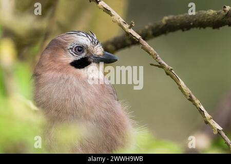 Primo piano di un jay (Garrulus glandarius), ritratto di un animale, Assia, Germania Foto Stock