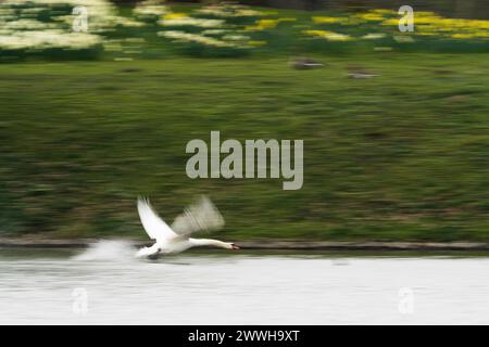 Cigno muto (Cygnus olor) che vola sulla superficie dell'acqua, in movimento, sfocatura del movimento, Assia, Germania Foto Stock