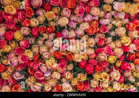 Splendida vista ravvicinata di un muro decorato con fiori di rosa multicolore. Foto Stock