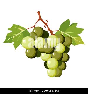Grappolo succoso e sano di uva verde chiaro con foglie verdi isolate su sfondo bianco. Illustrazione delle bacche vettoriali in stile piatto. Clipar estivo Illustrazione Vettoriale