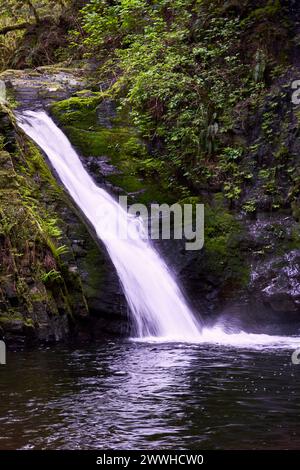 Le splendide cascate Goldstream sono circondate da lussureggianti cascate foilage, che si affacciano su una scogliera in una pozza d'acqua scura. Foto Stock