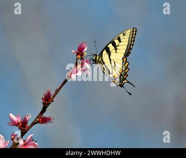 Una farfalla di coda di rondine della tigre orientale a dover, Tennessee Foto Stock