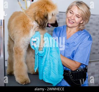 Donna matura parrucchiere salvietta cucciolo di cane afghano nel parrucchiere per cani Foto Stock