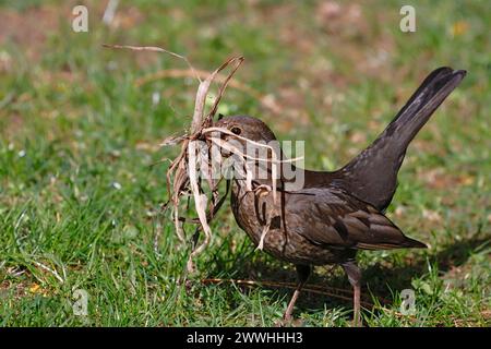 Un uccello nero con il suo becco pieno di materiale per la costruzione del nido passa attraverso il giardino Foto Stock