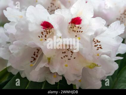 Un Campbellii Rhododendron bianco fiorisce in pieno fiore Foto Stock