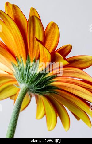 Una margherita di gerbera all'arancia in fiore pieno Foto Stock