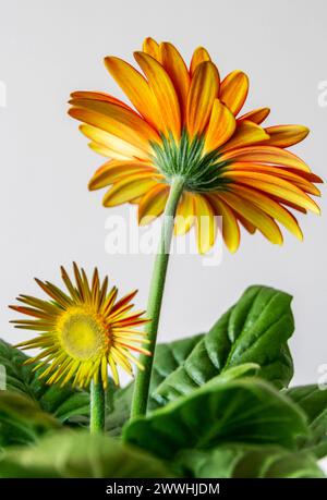 Una margherita di gerbera all'arancia in fiore pieno Foto Stock