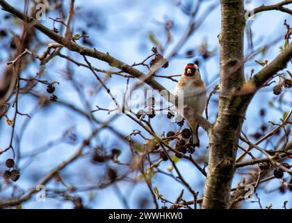 Vivace dorfinch con ali nere e maschera rossa, arroccato su un fiore ai Giardini Botanici di Dublino. Foto Stock