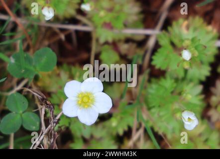 Natur 22.03.2024, Ostramondra, weisse Bluete vom Moos-Steinbrech Saxifraga arendsii *** natura 22 03 2024, Ostramondra, fiore bianco di muschio saxifrage Saxifraga arendsii Foto Stock