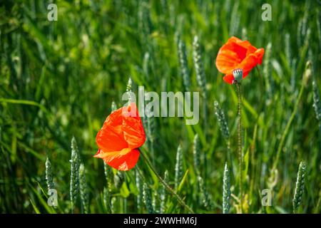 L'immagine mostra fiori rossi tra le erbe alte. Foto Stock