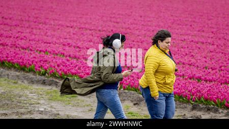 LISSE - turisti sotto la pioggia nei campi di bulbi vicino al Keukenhof. ANP ROBIN UTRECHT netherlands Out - belgio Out Foto Stock