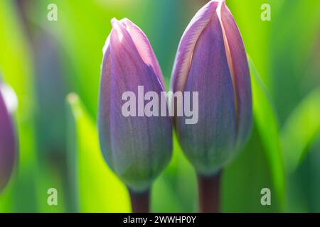 Primo piano: Due tulipani primaverili fioriti con sfocatura dello sfondo. Foto Stock