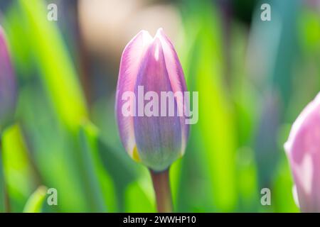 Primo piano: Due tulipani primaverili fioriti con sfocatura dello sfondo. Foto Stock