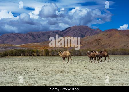 Mandria di cammelli nel paesaggio delle steppe mandria di cammelli e paesaggio delle steppe Mountain View, cielo blu con nuvole. Steppa Chuya Steppe Kuray nell'Altai Mo siberiano Foto Stock