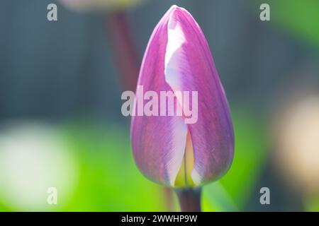 Primo piano: Due tulipani primaverili fioriti con copyspace Foto Stock