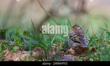 Fringilla montifringilla, anche nota come The Brambling. Il piccolo uccello passerino sta cercando cibo nell'erba. Foto Stock