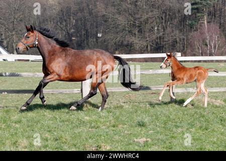 08.03.2024, Roedinghausen, Nordrhein-Westfalen, GER - Stute mit Fohlen im Galopp auf der Weide. Gestuet Auenquelle. Pferde, Stute, Fohlen, Sarazena, Sardara, Weide, Koppel, Jahreszeit, Fruehjahr, Fruehliing, Zucht, Pferdezucht, Vollblutzucht, Gangart, Galopp, galoppieren 240308D010AUENQUELLE.JPG *** 08 03 2024, Roedinghausen, Nordrhein Westfalen, GER Mare con galoppo di foal al pascolo Gestuet Auenquelle Pferde, mare, foal, Sarazena, Sardara, pascolo, paddock, stagione, primavera, oscillazione, allevamento, allevamento di cavalli, allevamento di purosangue, andatura, galoppo, galoppo 240308D010AUENQUELLE JPG Foto Stock