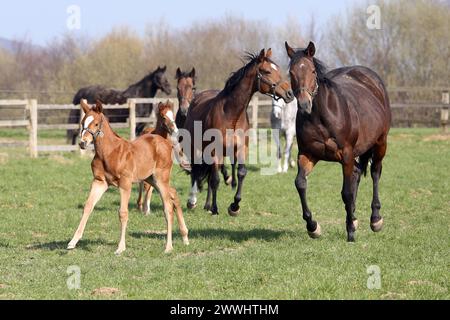 08.03.2024, Roedinghausen, Nordrhein-Westfalen, GER - Gestuet Auenquelle, Stuten und Fohlen in Bewegung auf einer Weide. Gestuet Auenquelle. Pferde, Stuten, Fohlen, Vallante, noname, Torquator tasso, Weide, Koppel, Jahreszeit, Fruehjahr, Fruehliing, Zucht, Pferdezucht, Vollblutzucht, Gangart, Galopp, Aufzucht 240308D148AUENQUELLE.JPG *** 08 03 2024, Roedinghausen, Nordrhein Westfalen, GER Gestuet Auenquelle, puledri e puledri in movimento su un pascolo Gestuet Auenquelle cavalli, puledri, Vallante, noname, Torquator tasso, pascolo, paddock, stagione, primavera, Fruehliing, allevamento, allevamento di cavalli, t Foto Stock