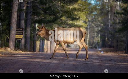 Alce mucca in una serata di marzo a Clam Lake, Wisconsin. Foto Stock