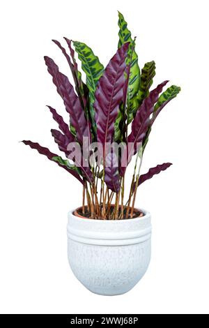 Primo piano di una casa di casa isolata di calathea in vaso Foto Stock