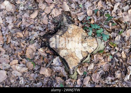 Ceppo d'albero con grano, foglie e edera Foto Stock